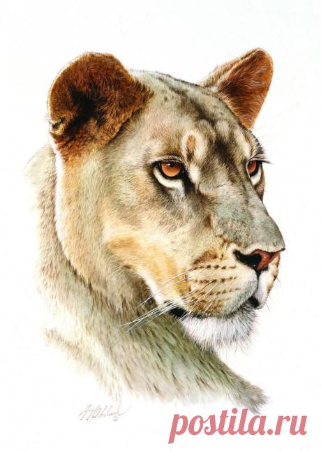 Кошачьи портреты Гая Коэлича - Искусство животных Гая Коэлича