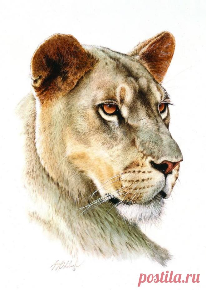 Кошачьи портреты Гая Коэлича - Искусство животных Гая Коэлича