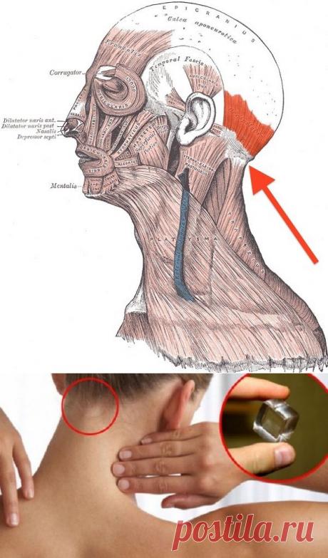 Если приложить к этому месту кусочек льда, то с вашим организмом произойдут невероятные перемены - Невероятное улучшение физического самочувствия вам подарит всего лишь одна процедура.
На это место нужно поставить кусочек льда, и случится чудо…
Пройдет головная боль, активизируется весь организм, тебя наполнит невиданная бодрость.
Точка фэн-фу — уникальна. Это зона, воздействуя на которую получается влиять непосредственно на мозг, ведь между кожей и мозгом в данном месте ничего нет!
Попробуй