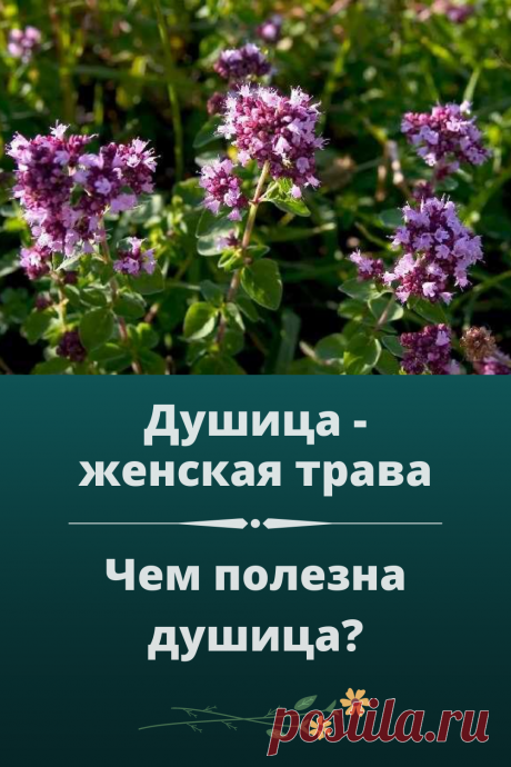 Душица применяется для лечения женских заболеваний - регулирует месячные при задержке, усиливает менструальные кровотечения и стабилизирует менструальный цикл.
Настои из душицы оказывают обезболивающее, ранозаживляющее и антисептическое действие и применяются для полосканий ротовой полости при зубной боли, при стоматите и гингивите и горла при ангине. Из настоя и отвара делают ингаляции при гайморите, тонзиллите, ларингите.