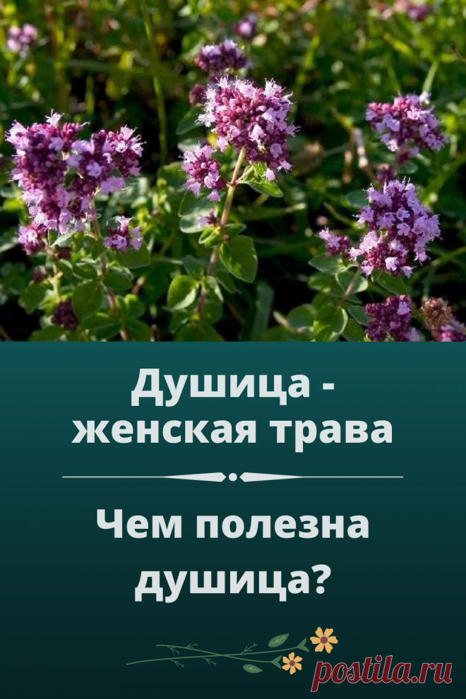 Душица применяется для лечения женских заболеваний - регулирует месячные при задержке, усиливает менструальные кровотечения и стабилизирует менструальный цикл.
Настои из душицы оказывают обезболивающее, ранозаживляющее и антисептическое действие и применяются для полосканий ротовой полости при зубной боли, при стоматите и гингивите и горла при ангине. Из настоя и отвара делают ингаляции при гайморите, тонзиллите, ларингите.