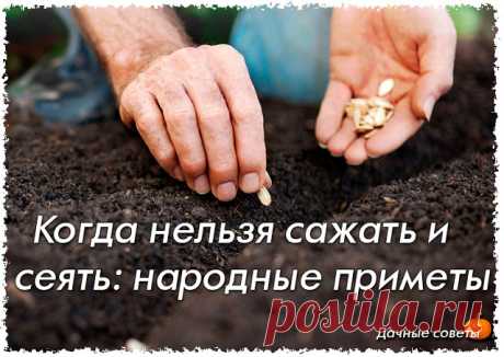 Когда нельзя сажать и сеять: народные приметы.

- Картофель нельзя сажать на Вербной неделе, по средам и субботам - будет портиться.

- Если весна ранняя, то капусту, как и лук сеют на четвертой неделе Великого поста или позже - на пятой.

- Если весна запаздывает, то производят посев в последние дни Страстной недели, особенно в субботу.

- Подсолнухи лучше сажать в субботу, до восхода солнца или после его захода. Последнее предпочтительнее. При посадке молчат и не грызут ...