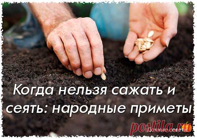 Когда нельзя сажать и сеять: народные приметы.

- Картофель нельзя сажать на Вербной неделе, по средам и субботам - будет портиться.

- Если весна ранняя, то капусту, как и лук сеют на четвертой неделе Великого поста или позже - на пятой.

- Если весна запаздывает, то производят посев в последние дни Страстной недели, особенно в субботу.

- Подсолнухи лучше сажать в субботу, до восхода солнца или после его захода. Последнее предпочтительнее. При посадке молчат и не грызут ...