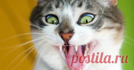 Наша удивительная планета: 7 ЛЮБОПЫТНЫХ ФАКТОВ о взаимоотношениях человека и кошки