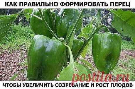 ЭТАП ПЕРВЫЙ – УДАЛЕНИЕ КОРОННОГО БУТОНА