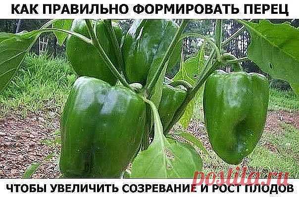 ЭТАП ПЕРВЫЙ – УДАЛЕНИЕ КОРОННОГО БУТОНА