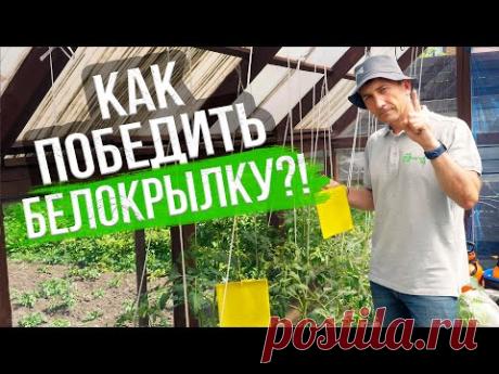 Чем опасна белокрылка, причины появления и как от нее избавиться? Методы борьбы с белокрылкой