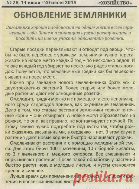Обновление земляники