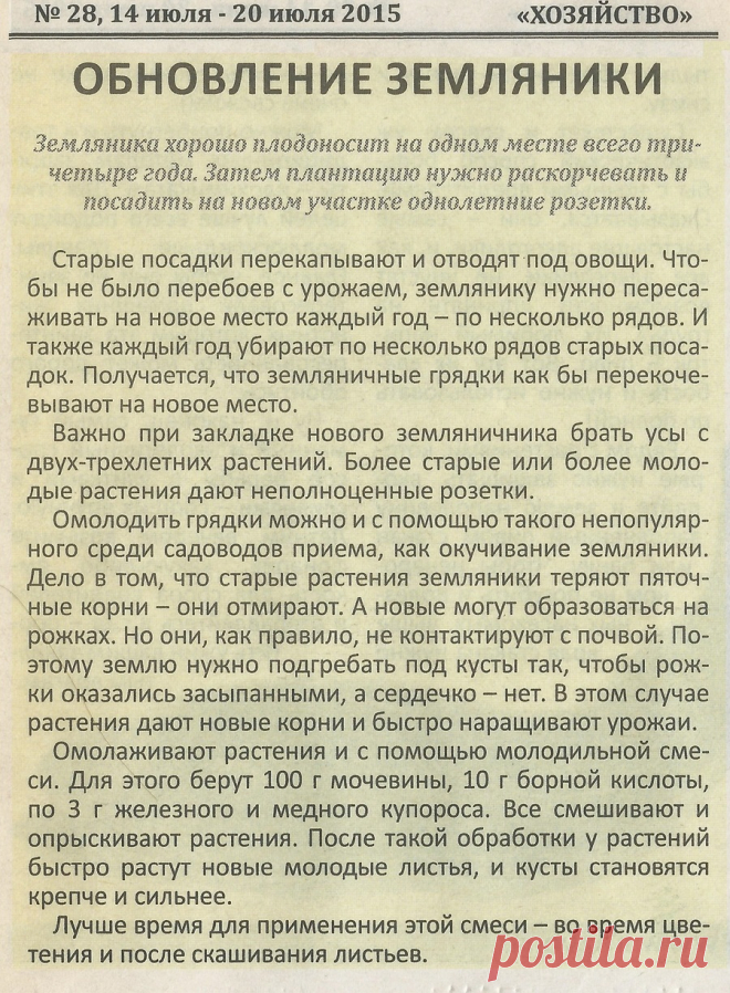 Обновление земляники