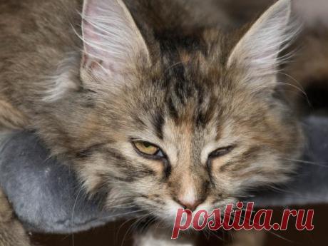 Наши коты - #1 | Кошка Чернуха и кот Беляшик | Яндекс Дзен