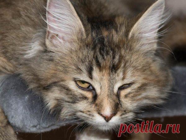 Наши коты - #1 | Кошка Чернуха и кот Беляшик | Яндекс Дзен