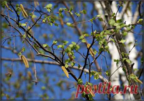 Подросла берёзка наша, заневестилась краса...