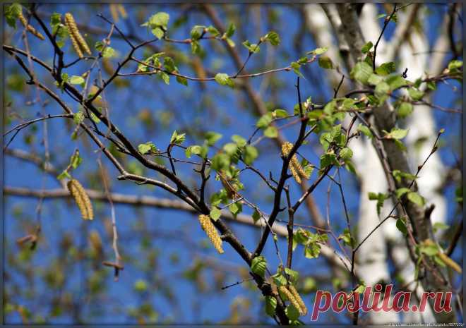 Подросла берёзка наша, заневестилась краса...