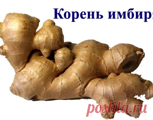 Лечебные свойства корня имбиря
