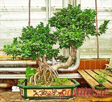 Вопросы и ответы по бонсай