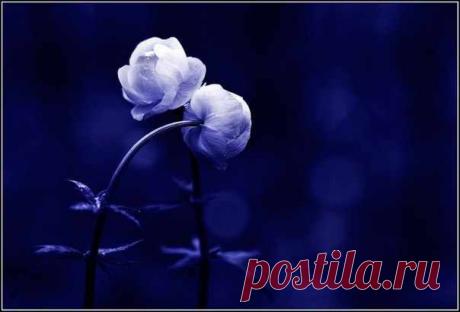 Отдавать и получать в Любви

Мы думаем, будто знаем, что такое любовь, и умеем любить. На самом деле очень часто мы умеем только лакомиться человеческими отношениями. Мы думаем, что любим человека, потому что у нас к нему ласковое чувство, потому что нам с ним хорошо, но любовь — нечто гораздо большее, более требовательное и порой трагичное.&gt;&gt;&gt;