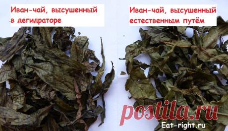 Лучший способ ферментации иван-чая, ферментация в морозилке, иван-чай в морозилке