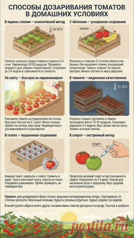 Как заставить помидоры покраснеть