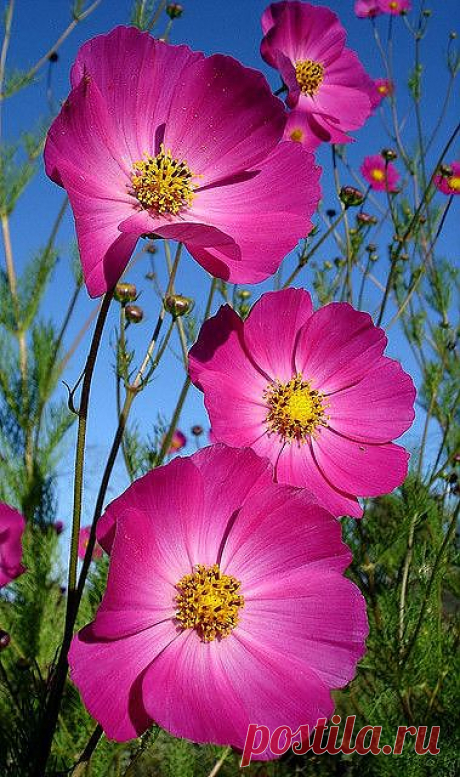 Magenta Cosmos | Flowers
