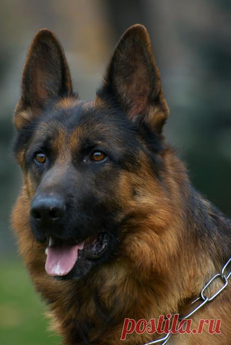 Handy von Media. Питомник Рахимжан. Фото Позднякова М.