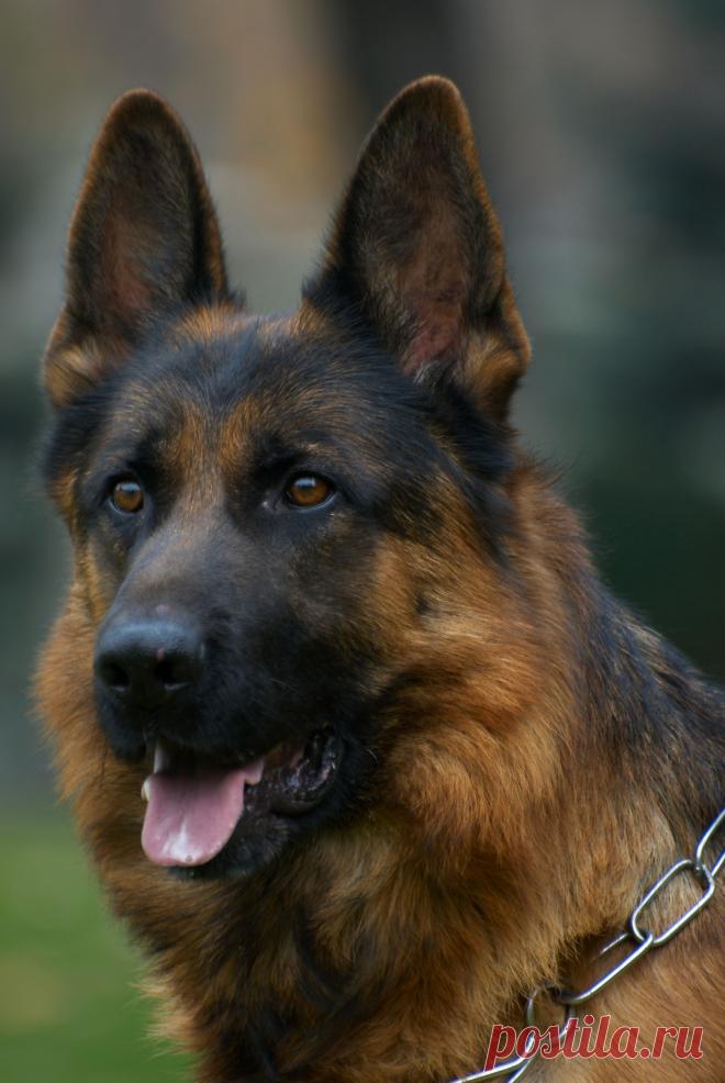 Handy von Media. Питомник Рахимжан. Фото Позднякова М.