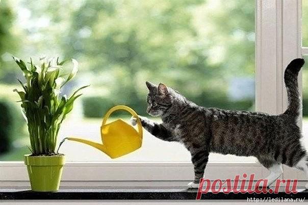 Комнатные растения | Записи в рубрике Комнатные растения | Дневник Laska0387