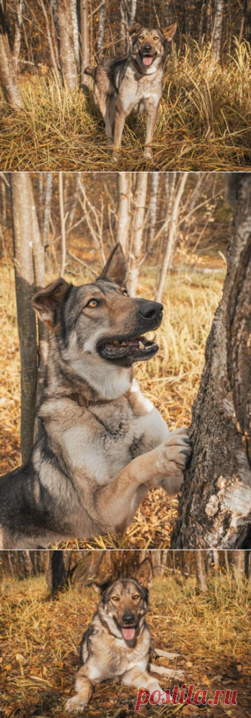 Ласковое солнышко Степашка ищет дом! Москва и МО – Животные ищут дом, пользователь Юлия Бельская | Группы Мой Мир