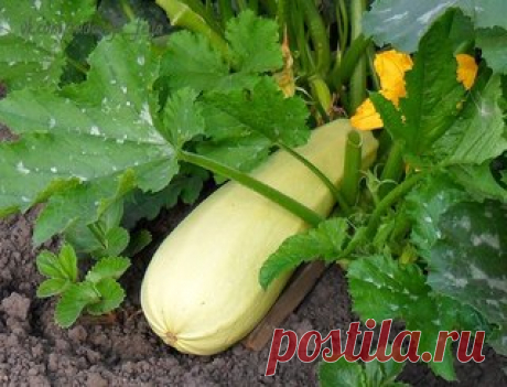 Как вырастить здоровые и вкусные кабачки