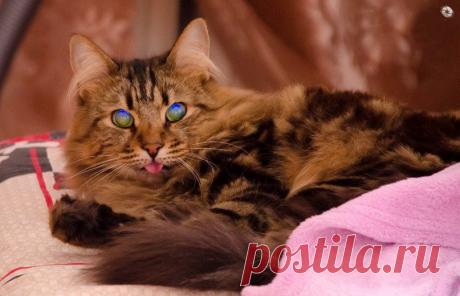 Наш кот Василий.