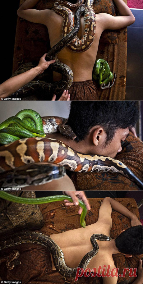 В Израиле есть массаж змеями. Крупные рептилии своим весом разминают суставы и мышцы пациента, а мелкие снимают стресс и успокаивают.