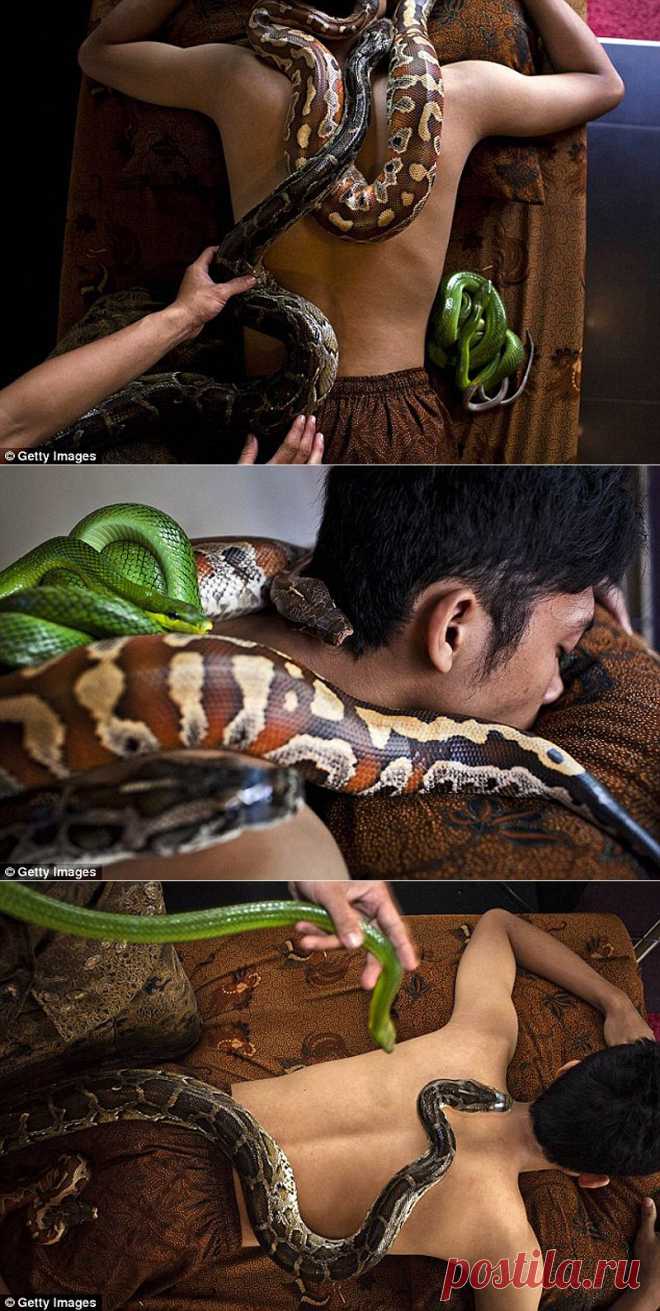 В Израиле есть массаж змеями. Крупные рептилии своим весом разминают суставы и мышцы пациента, а мелкие снимают стресс и успокаивают.