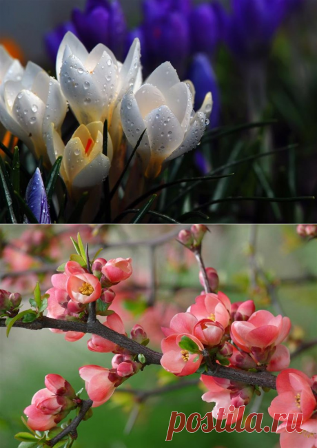 Весенний сон. Круженье птиц, ветров!