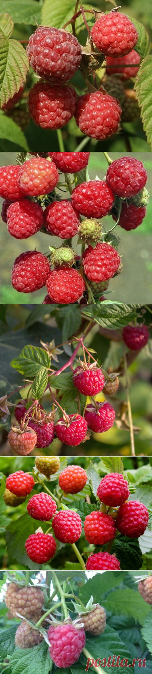 Лучшие неприхотливые сорта малины описание сортов