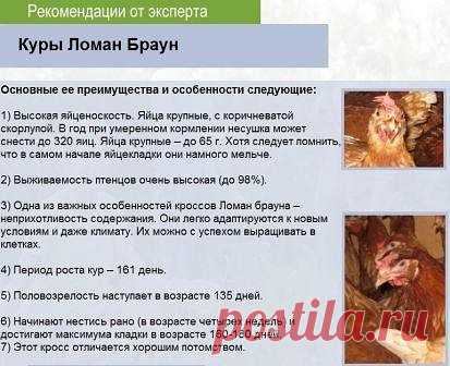 Ломан браун описание породы: