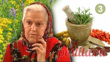 Целебные корни — пырей, одуванчик, лопух | Дачный участок