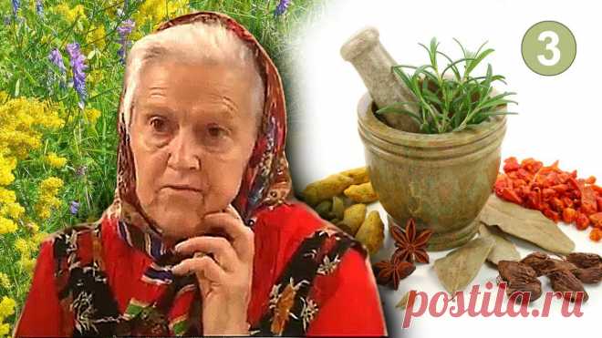 Целебные корни — пырей, одуванчик, лопух | Дачный участок