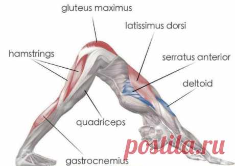 “Собака мордой вниз” – ОДНО ЕДИНСТВЕННОЕ упражнение ОЗДОРОВИТ весь ОРГАНИЗМ! | Всегда в форме!