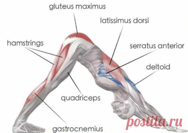 “Собака мордой вниз” – ОДНО ЕДИНСТВЕННОЕ упражнение ОЗДОРОВИТ весь ОРГАНИЗМ! | Всегда в форме!