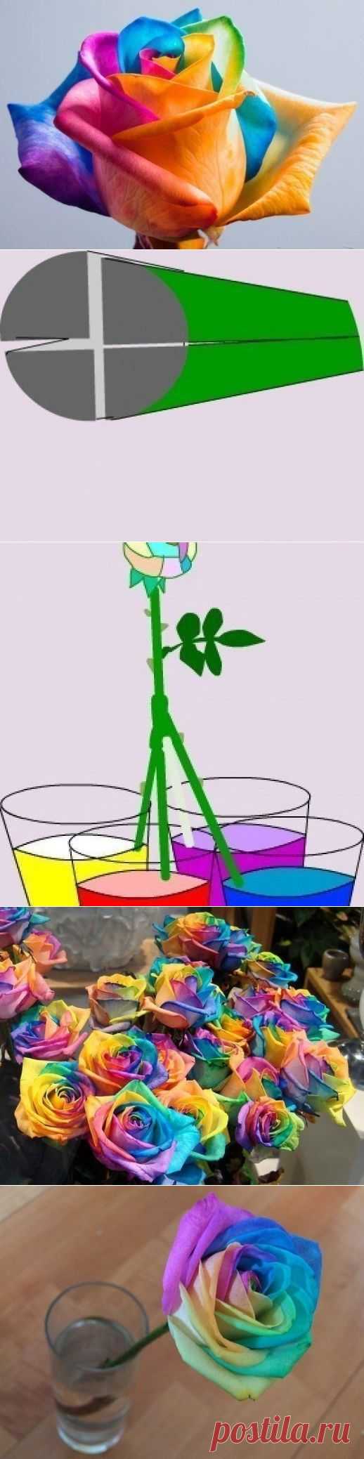 СЕКРЕТ РАЗНОЦВЕТНЫХ РОЗ