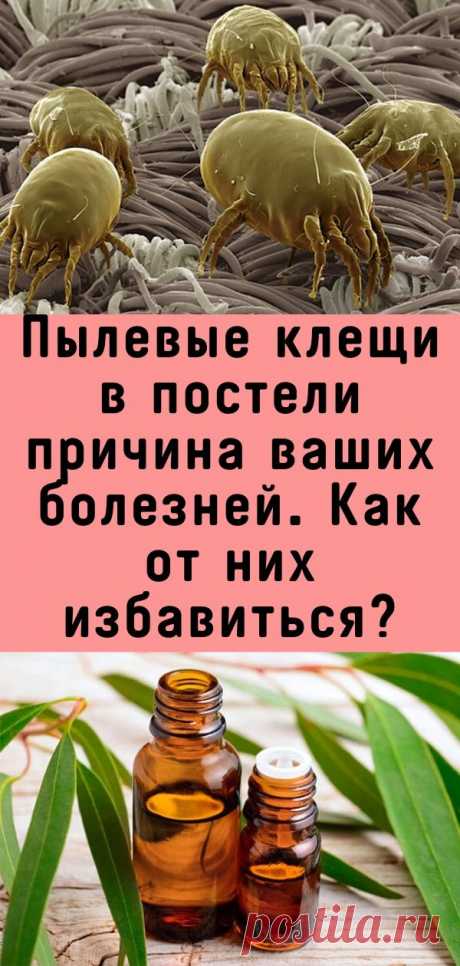Пылевые клещи в постели причина ваших болезней. Как от них избавиться?