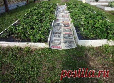 КАК СДЕЛАТЬ ЧТОБЫ В ПРОХОДАХ МЕЖДУ ГРЯДКАМИ ТРАВА НЕ РОСЛА | Хитрости Жизни