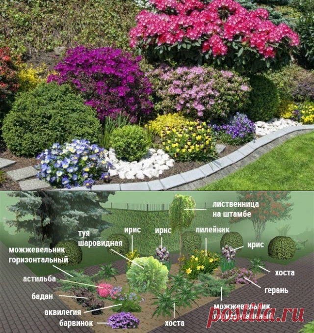 Клумбы непрерывного цветения – схемы с описанием цветов | Цветники и клумбы (Огород.ru)