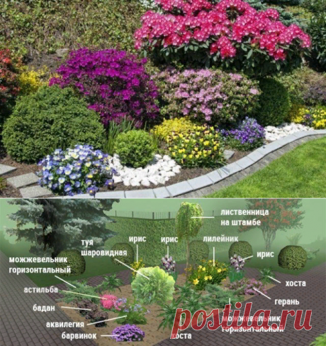 Клумбы непрерывного цветения – схемы с описанием цветов | Цветники и клумбы (Огород.ru)