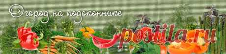 Как вырастить тимьян из семян в горшке