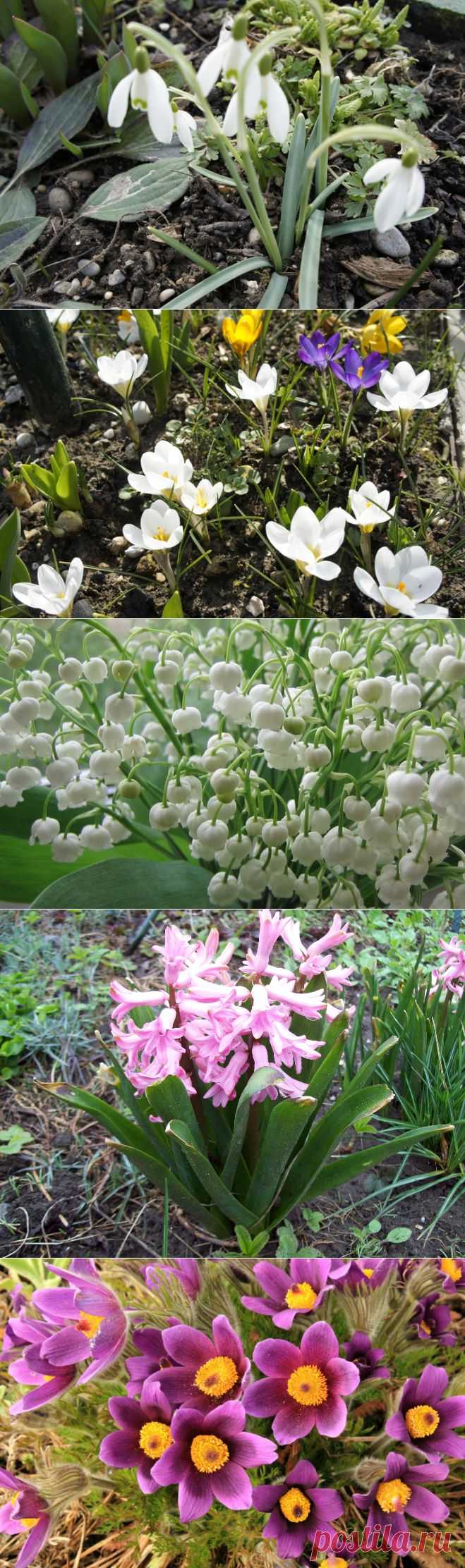 Полтора десятка первоцветов - 6 соток