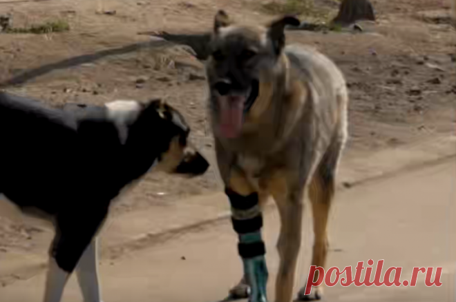 Пес Кубик остался без лапы, спасая людей от обстрелов ВСУ в Шебекино. Храбрый пес пострадал во время обстрелов украинских военных в Белгородской области.
