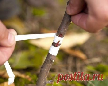 Сроки прививки деревьев – как не пропустить время черенкования? + видео