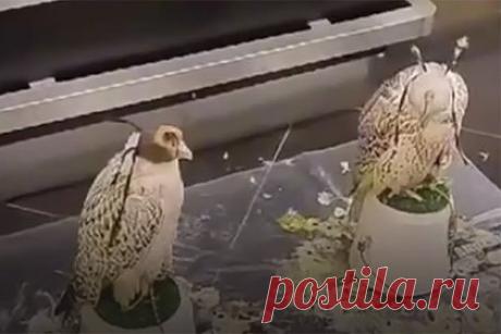 Российские таможенники приютили двух брошенных краснокнижных соколов-кречетов