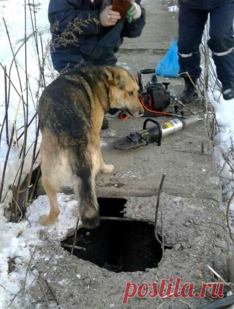 Из бетона торчала одна голова! Всем стало понятно, с собакой - беда!