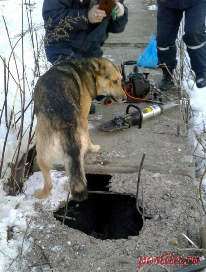 Из бетона торчала одна голова! Всем стало понятно, с собакой - беда!